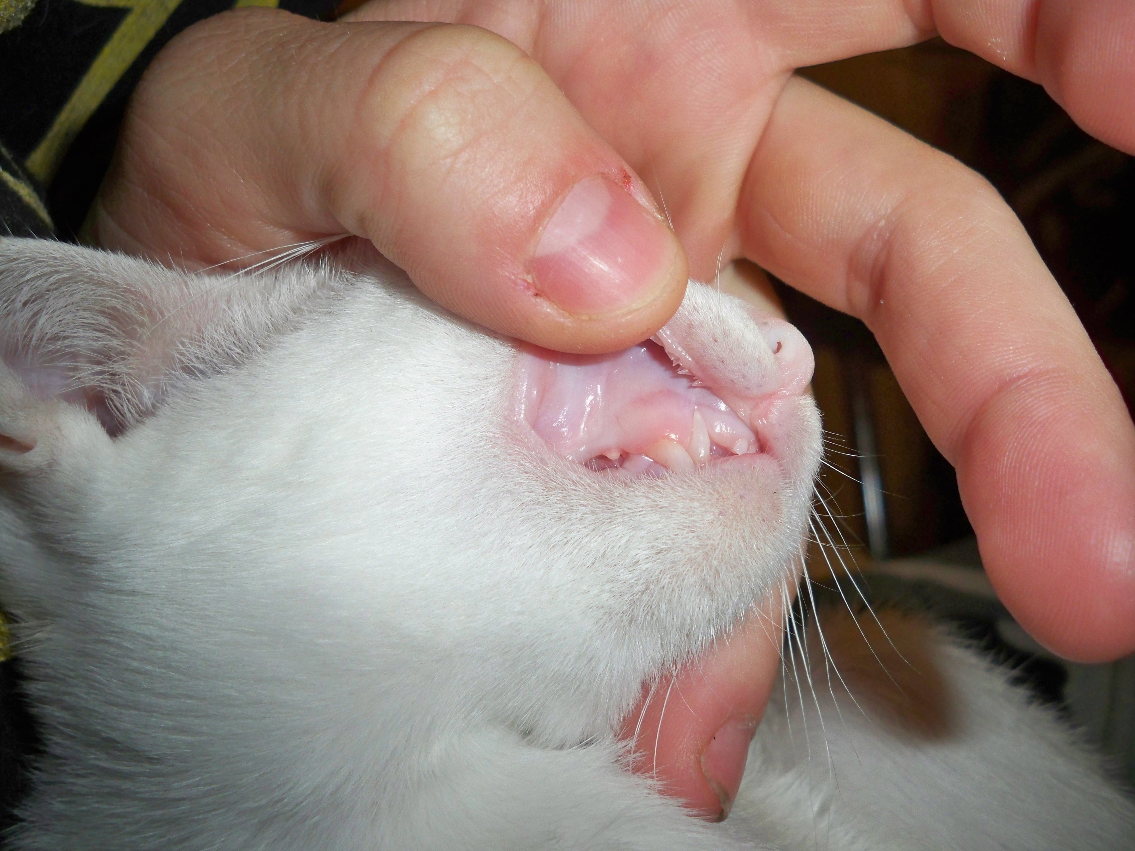 Pale White Gums In Cats Food Ideas